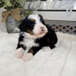 Chocolate Chip - Tri-color female Bernedoodle puppy in Hegins, Pennsylvania from Bubbling Springs Doodles, LLC