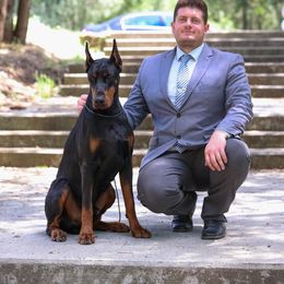 Doberman Pinscher All Grown Up from Storm Cloud Doberman