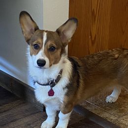 Shiloh - Pembroke Welsh Corgi