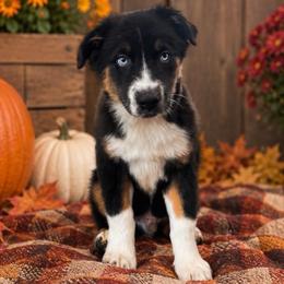 Gunther Male-1 - Black tri-color male Australian Shepherd puppy in Mena, Arkansas from Fat-Bottom Farms