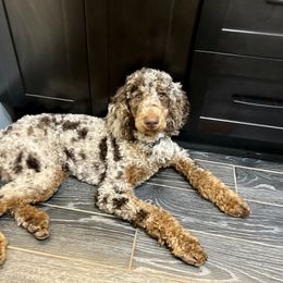 Goldendoodle Puppies from FurEver Friends Doodles