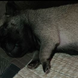 Girl 2 - Silver female Pug puppy in Carbon Hill, Alabama from Gleaton's Pugs