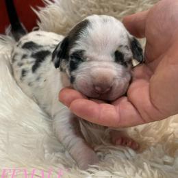 Blk and White Merle or Harl - Blue female Great Dane puppy in Greenville, South Carolina from Allen’s Ridge Ranch