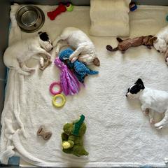 English Setter Puppies from Steens Mountain Setters