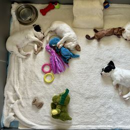 English Setter Puppies from Steens Mountain Setters