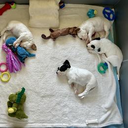 English Setter Puppies from Steens Mountain Setters