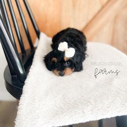 Cheddar - Black & tan tri-color female Maltipoo puppy in Huntsville, Texas from Nelson Creek Farms