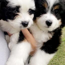 Aussiedoodle All Grown Up from Mini AussieDoodles on Meadow Lane