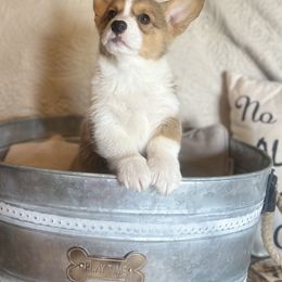 Pembroke Welsh Corgi Puppies from Firehorse Farmdogs