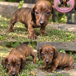 Windy - Brindle female Dachshund puppy in London, Kentucky from Kentucky Bluegrass Wirehair Dachshunds