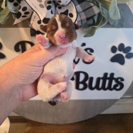 Girl 1 - Chocolate, tan and white female Yorkshire Terrier puppy in Clermont, Florida from Bella's Prissy Butts