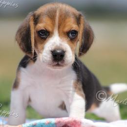 AKC 'Magic' - Black tan and white male Beagle puppy in Lamar, Missouri from Marti Acres ~ Boston Terrier & Beagles