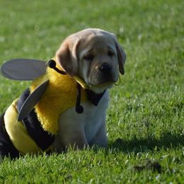 Labrador Retriever Puppies from Skyline Hill Labradors
