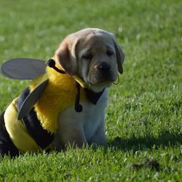 Labrador Retriever Puppies from Skyline Hill Labradors