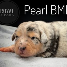 Pearl - Blue merle female Australian Shepherd puppy in Petersburg, Indiana from Royal Aussie’s