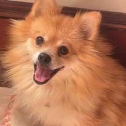 Mabel - Pomeranian