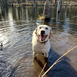 Lumi - Champagne female Dilute Retriever puppy in Carthage, North Carolina from Wicked Pines Retrievers