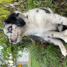 Toy Australian Shepherds from Aussies Done Wright