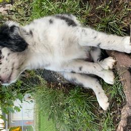 Toy Australian Shepherds from Aussies Done Wright