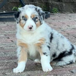 Pickle - Blue merle female Australian Shepherd puppy in La Porte City, Iowa from KDL Homestead