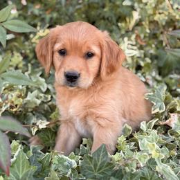 Charlie - Gray - Dark golden male Golden Retriever puppy in San Martin, California from Church Creek Retrievers