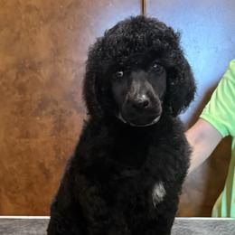 Girl 2 - Black female Poodle puppy in Huntsville, Texas from Antigua Standard Poodles