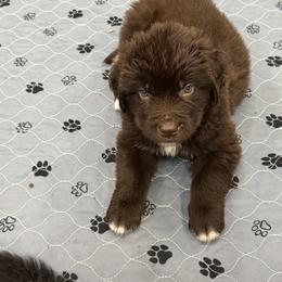 Dex - White and brown male Newfoundland puppy in Goodhue, Minnesota from Claypits Newfoundlands