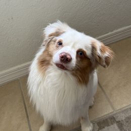 Theo - Miniature Australian Shepherd