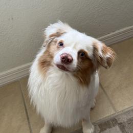 Theo - Miniature Australian Shepherd