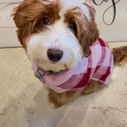 Sunny - Goldendoodle