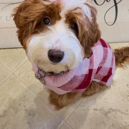 Sunny - Goldendoodle