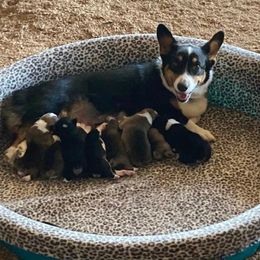 Pembroke Welsh Corgi Puppies from Flyin H Corgi’s