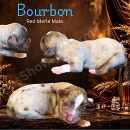 Bourbon - Red merle male Miniature Australian Shepherd puppy in Oronogo, Missouri from Dutton's Show Me Farms