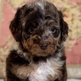 Ramona Quinby - Chocolate female Cavapoo puppy in Beckley, West Virginia from By Design Doodles