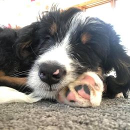 Bernedoodles from Lake Poygan Bernedoodles