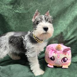 Rosie - Salt and pepper female Miniature Schnauzer puppy in Lebanon, Missouri from Sassy's Classy Canines