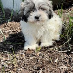 Gracie - Black and white female Shichon puppy in Lititz, Pennsylvania from Painter Puppies