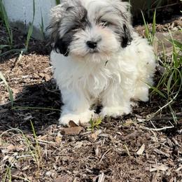 Gracie - Black and white female Shichon puppy in Lititz, Pennsylvania from Painter Puppies