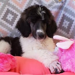 Poodle Puppies from OMG Poodles