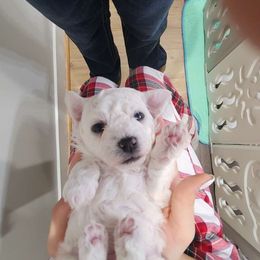 Boy 1 - White Bichon Frise puppy in Grass Lake, Michigan from Waterloo Bichons AKC