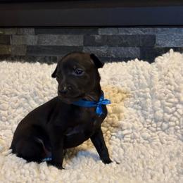 Blue ribbon boy - Black male Italian Greyhound puppy in Duvall, Washington from Hunter_Moon Hounds