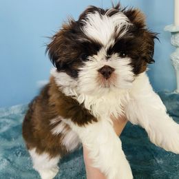 Peanut - Liver and white male Shih Tzu puppy in Hawthorne, Florida from Simply Southern Shihtzus