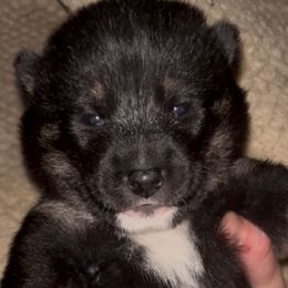 Yoshi - Black and tan male Shiba Inu puppy in Clewiston, Florida from Animal Farm Shiba Inus & Mameshibas