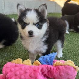 Rex - Black and white male Pomsky puppy in Fredericksburg, Virginia from Purely Pomskies