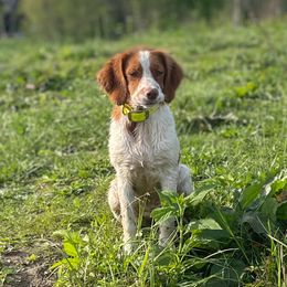 Willow - Orange and white female Brittany puppy in Downers Grove, Illinois from Attitude Brittanys