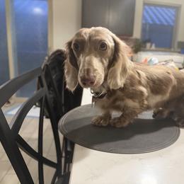 Mossberg - Dachshund