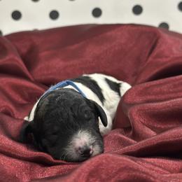 Penny - Parti female Poodle puppy in Chino Valley, Arizona from Whiskey Row Royals