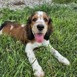 Chase - Orange and white male English Springer Spaniel puppy in Coxs Creek, Kentucky from Bluegrass Bend English Springer Spaniels