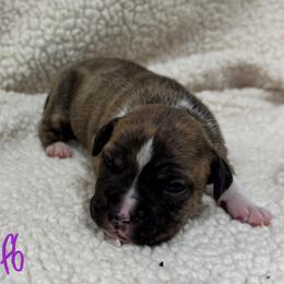 Girl 6 - Red brindle female American Pit Bull Terrier puppy in Nine Mile Falls, Washington from Bartin Kennels