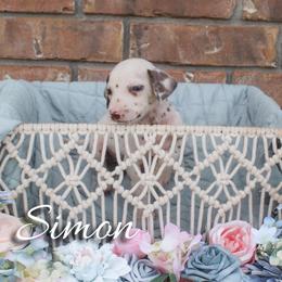 Simon - White and liver brown male Dalmatian puppy in Mount Vernon, Missouri from Spots & Spirals